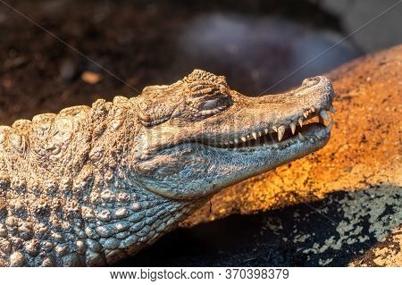 Close Up Portrait Of A Spectacled Caiman (caiman Crocodilus) In Captivity
