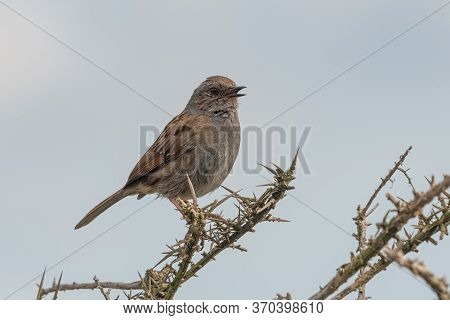 Dunnock (prunella Modularis)