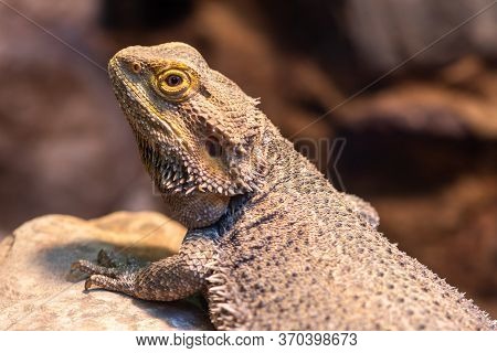 Close Up Of A Central Bearded Dragon (pagona Vitticeps) In Captivity