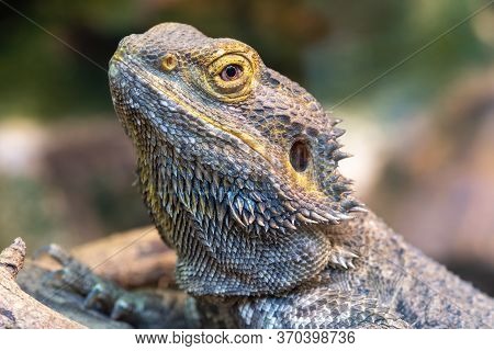 Head Shot Of A Central Bearded Dragon (pagona Vitticeps) In Captivity