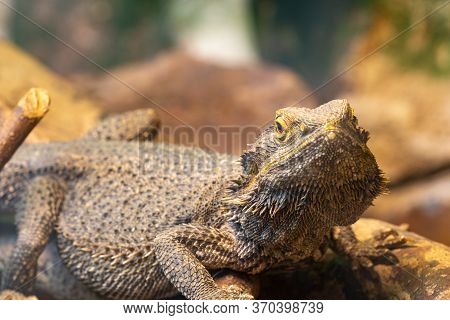 Close Up Of A Central Bearded Dragon (pagona Vitticeps) In Captivity