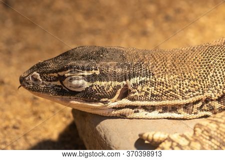 Argus Monitor (varanus Panoptes)