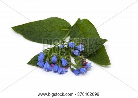 Blooming Comfrey Flower (symphytum Caucasicum) Isolated On White Background. Medicinal Plant.