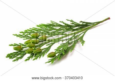 California Incense Cedar Branch With Fruits Isolated On White
