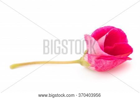 Pink Pelargonium Flower Isolated On White Background
