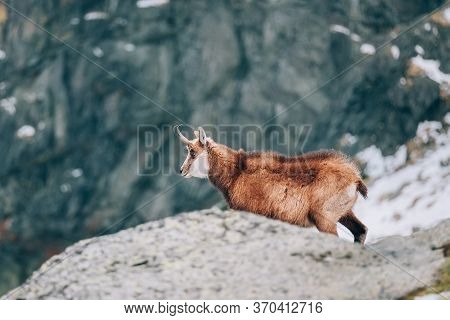 Red Fox In The Early Summer In High Tatras Region In The Tatra National Park (tanap), Slovakia.