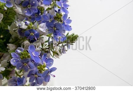 Flower Background. Veronica Alpine Veronica Fruticans On A White Background. Wild Flower Veronica Oa