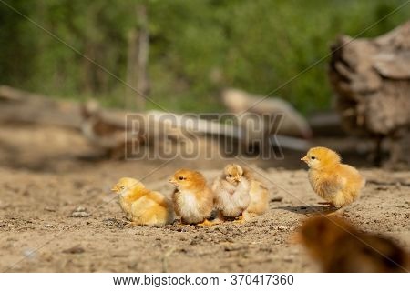 Portrait Of Easter Little Fluffy Chickens Walking In The Yard On The Farm Yard On A Sunny Spring Day