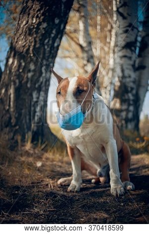 Red Dog Breed Bulterrier In Medical Mask On Its Muzzle.