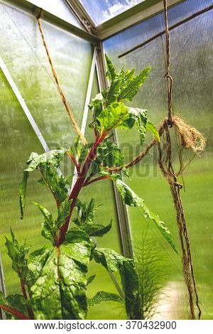 A Swiss Chard Plant With Red Stalk And Green Leaves Grows In A Greenhouse Supported By A Rope On A S