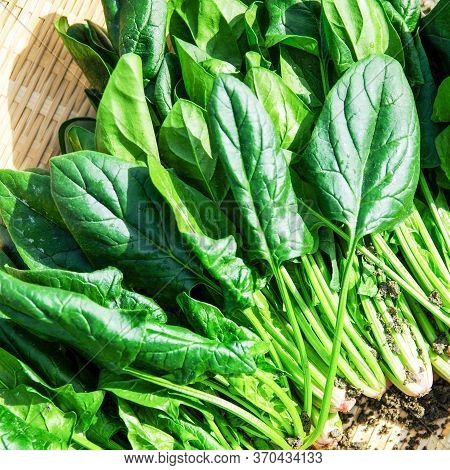 Background Of Fresh Organic Spinach. Healthy Eating Selective Focus.