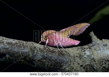 Small Elephant Hawk Moth Stands Out With Its Vibrant Colors On A Large Branch Against A Black Backgr