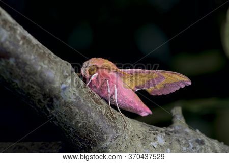 Small Elephant Hawk Moth Stands Out With Its Vibrant Colors On A Large Branch Against A Dark Backgro