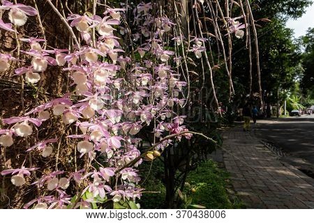 Nantou, Taiwan - April 9th, 2020: dendrobium flowers at street with tourists in Zhongxing new village, Nantou, Taiwan, Asian