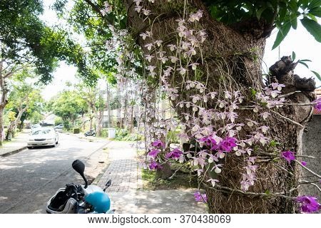 Nantou, Taiwan - April 9th, 2020: dendrobium flowers at street with tourists in Zhongxing new village, Nantou, Taiwan, Asian