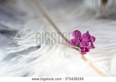 Five-pointed Lilac Blue Violet Flowers On A White Ostrich Feather. A Lilac Luck - Flower With Five P