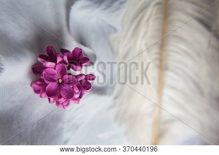 Five-pointed Lilac Violet Flowers On A White Ostrich Feather. A Lilac Luck - Flower With Five Petals