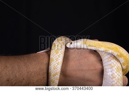 The Texas Rat Snake (elaphe Obsoleta Lindheimeri ) Is A Subspecies Of Rat Snake, A Nonvenomous Colub