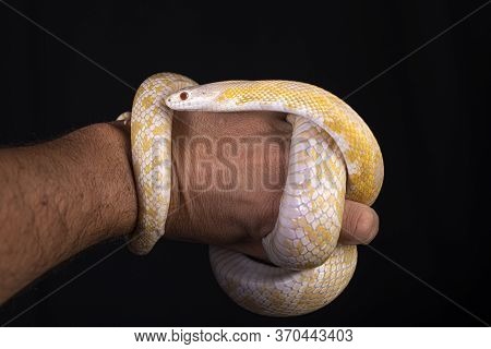The Texas Rat Snake (elaphe Obsoleta Lindheimeri ) Is A Subspecies Of Rat Snake, A Nonvenomous Colub