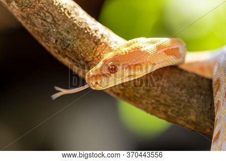 Beautiful Python Molurus Albina On Tree Branch.
