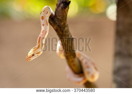 Beautiful Python Molurus Albina On Tree Branch