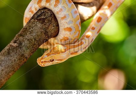 Beautiful Python Molurus Albina On Tree Branch