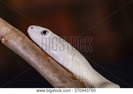 The Texas Rat Snake (elaphe Obsoleta Lindheimeri ) Is A Subspecies Of Rat Snake, A Nonvenomous Colub
