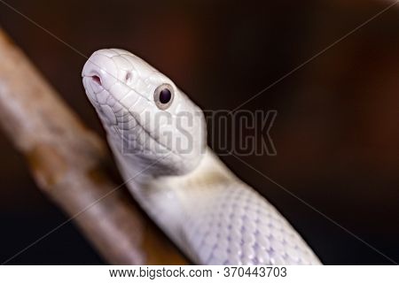 The Texas Rat Snake (elaphe Obsoleta Lindheimeri ) Is A Subspecies Of Rat Snake, A Nonvenomous Colub