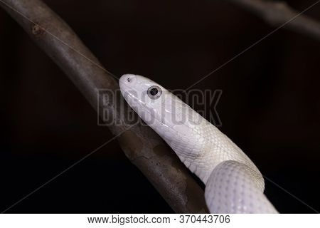 The Texas Rat Snake (elaphe Obsoleta Lindheimeri ) Is A Subspecies Of Rat Snake, A Nonvenomous Colub