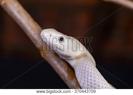 The Texas Rat Snake (elaphe Obsoleta Lindheimeri ) Is A Subspecies Of Rat Snake, A Nonvenomous Colub