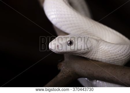 The Texas Rat Snake (elaphe Obsoleta Lindheimeri ) Is A Subspecies Of Rat Snake, A Nonvenomous Colub