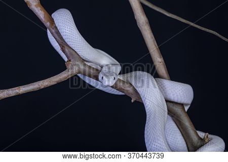 The Texas Rat Snake (elaphe Obsoleta Lindheimeri ) Is A Subspecies Of Rat Snake, A Nonvenomous Colub