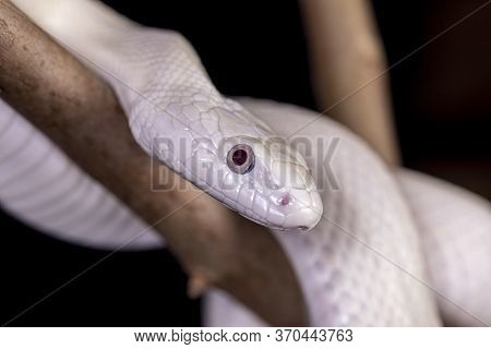 The Texas Rat Snake (elaphe Obsoleta Lindheimeri ) Is A Subspecies Of Rat Snake, A Nonvenomous Colub