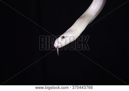 The Texas Rat Snake (elaphe Obsoleta Lindheimeri ) Is A Subspecies Of Rat Snake, A Nonvenomous Colub