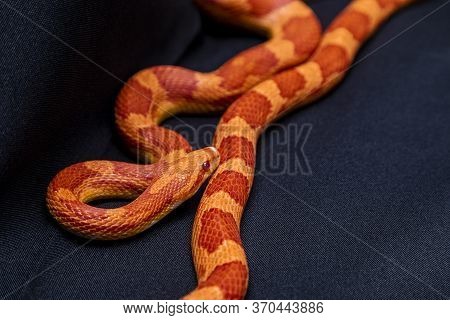 The Corn Snake (pantherophis Guttatus) Is A North American Species Of Rat Snake That Subdues Its Sma
