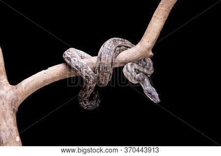 The Boa Constrictor Is A Fish Snake That Can Reach An Adult Size Of 2 Meters (boa Constrictor Amaral