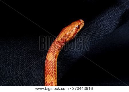 The Corn Snake (pantherophis Guttatus) Is A North American Species Of Rat Snake That Subdues Its Sma