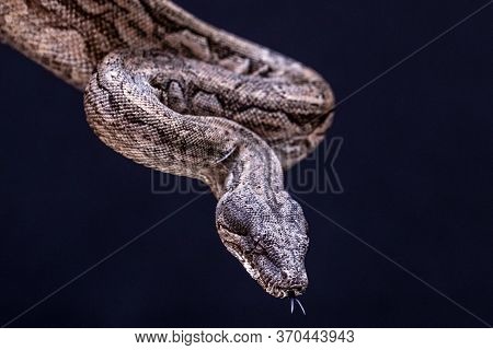 The Boa Constrictor Is A Fish Snake That Can Reach An Adult Size Of 2 Meters (boa Constrictor Amaral