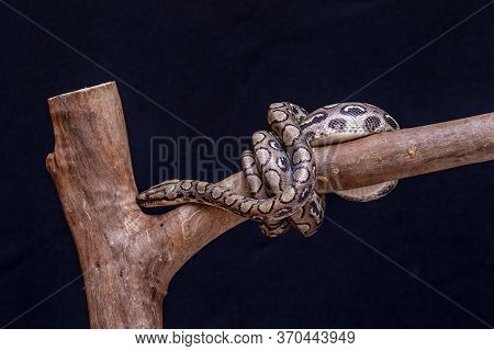 Epicrates Cenchria Is A Boa Species Endemic To Central And South America. Common Names Include The R