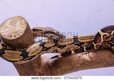 The Boa Constrictor (boa Constrictor), Also Called The Red-tailed Boa Or The Common Boa, Is A Specie