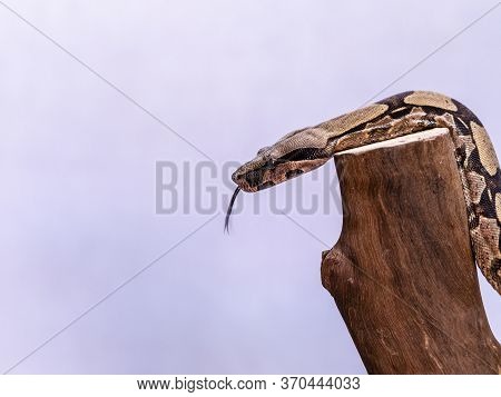 The Boa Constrictor (boa Constrictor), Also Called The Red-tailed Boa Or The Common Boa, Is A Specie