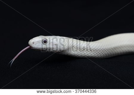 The Texas Rat Snake (elaphe Obsoleta Lindheimeri ) Is A Subspecies Of Rat Snake, A Nonvenomous Colub