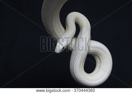 The Texas Rat Snake (elaphe Obsoleta Lindheimeri ) Is A Subspecies Of Rat Snake, A Nonvenomous Colub