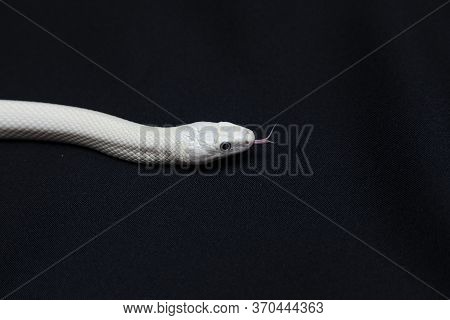 The Texas Rat Snake (elaphe Obsoleta Lindheimeri ) Is A Subspecies Of Rat Snake, A Nonvenomous Colub