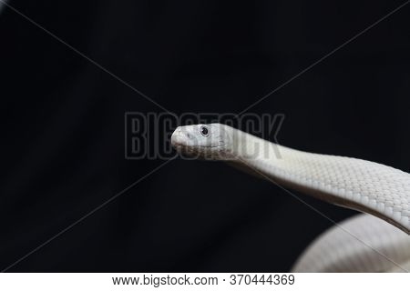 The Texas Rat Snake (elaphe Obsoleta Lindheimeri ) Is A Subspecies Of Rat Snake, A Nonvenomous Colub