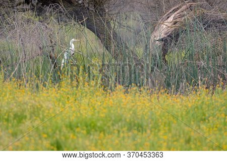 Spring Has Come: Egret Hiding Behind The Wild Flowers
