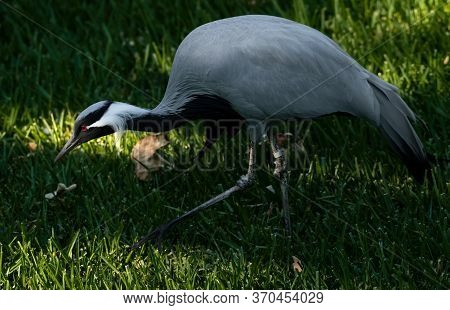 Demoiselle Crane Looks For Food In The Grass Long Legs Red Eyes Light Gray And Black Feathers