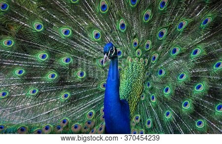 Peacock Dance Display - Peacock Showing Feathers.