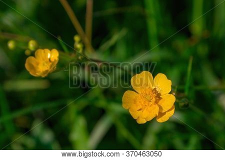 Yellow Wildflower Flower Close Up Top View