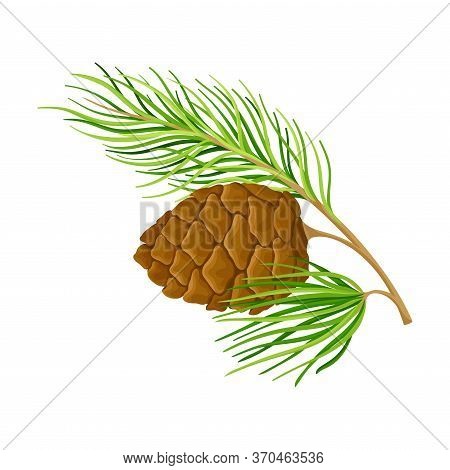 Green Branch Of Cedar With Needle-like Leaves And Barrel-shaped Brown Seed Cones Vector Illustration